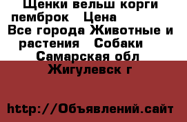 Щенки вельш корги пемброк › Цена ­ 70 000 - Все города Животные и растения » Собаки   . Самарская обл.,Жигулевск г.